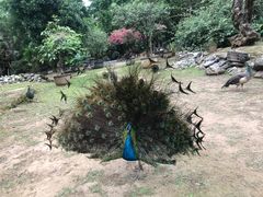 -云南勐巴娜西珍奇园