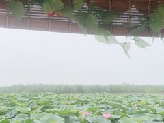 -白洋淀景区