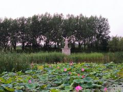 -白洋淀景区