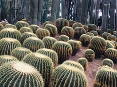 -南山植物园