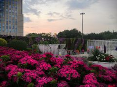 -深圳国际园林花卉博览园