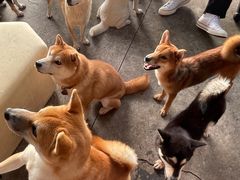 -柴犬高等学院·狗咖·柴犬售卖·宠物训练