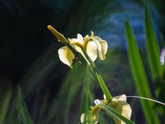 -莫愁湖公园