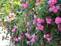-荷塘月色湿地公园·向阳花洲