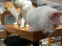 -more than meow吴止猫主题餐厅(承德 中船汇店)