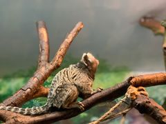 -广州长隆野生动物世界