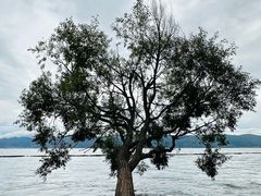 -大理洱海