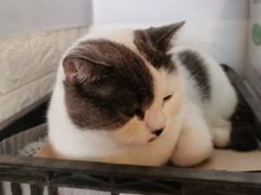 -Cappucimeow猫咪咖啡馆(韦伯时代店)