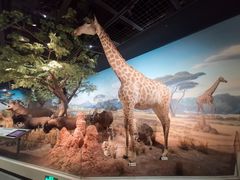 -陕西自然博物馆