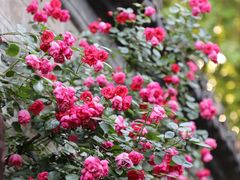 -老门东历史文化街区