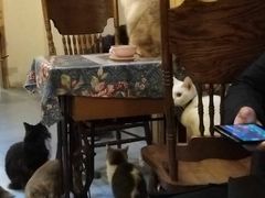-猫色咖啡·猫咖