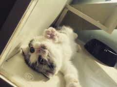 -70cat德文卷毛猫·缅因猫纯种猫舍