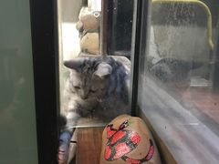 -猫咪博物馆(顶澳仔猫街店)