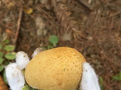 -素山寺森林公园