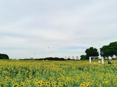 -苏州湾体育公园