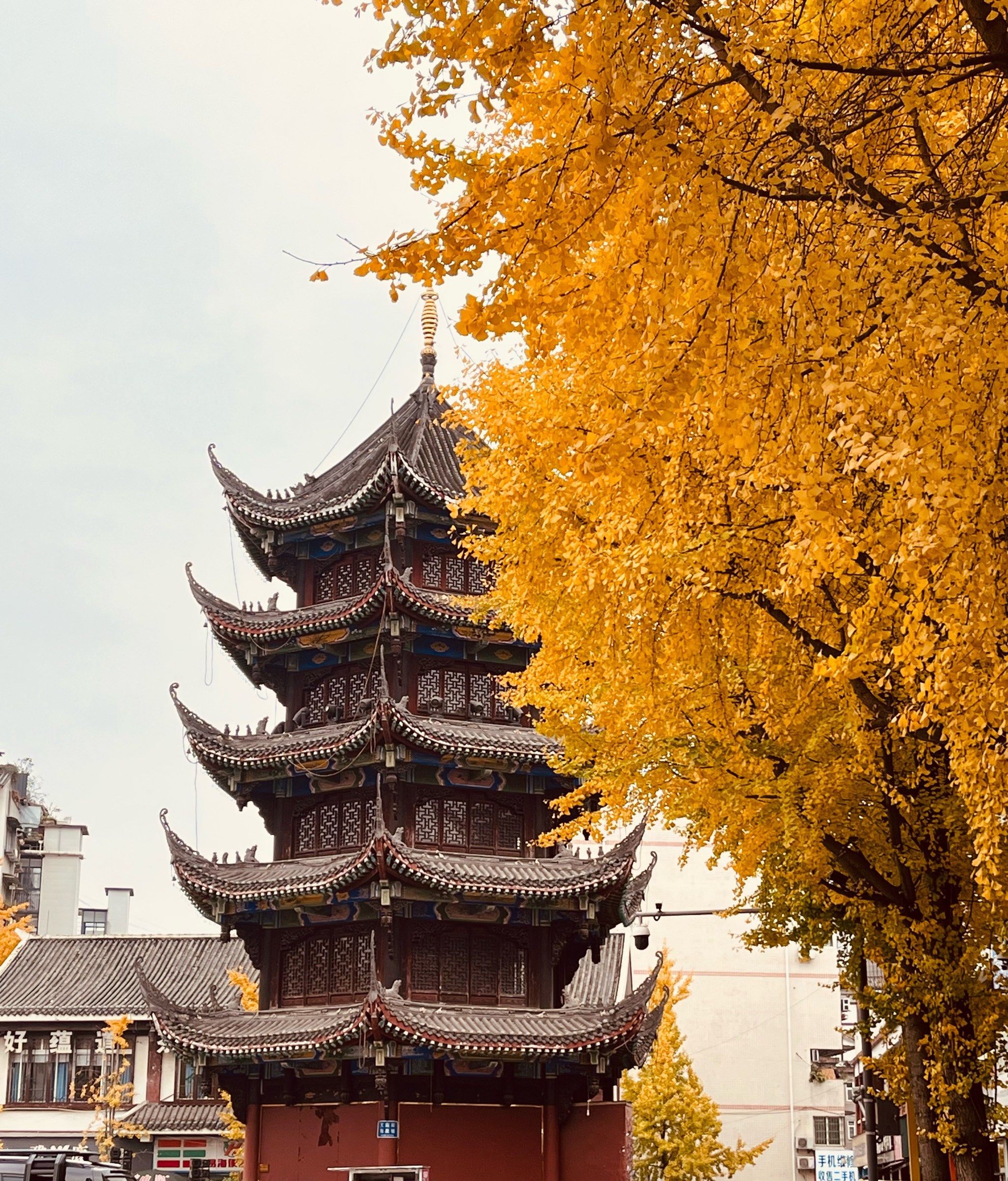 温江文庙的银杏都黄了,快去拍