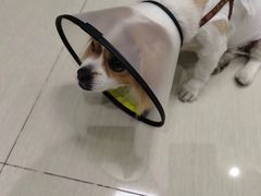 -创凡宠物医院·骨专科  猫科中心(西乡分院)