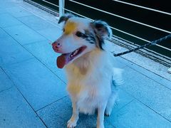 -艾贝尔宠物医院 ·内科全科(梁溪路店)