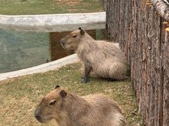 -鄂尔多斯野生动物园