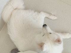 -共舞时光猫咖·狗咖(新街口店)