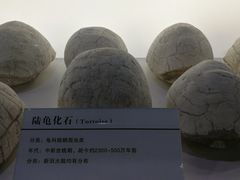 -中国第四纪冰川遗迹陈列馆