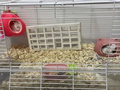 -钓仓鼠(洋桥北里小区店)