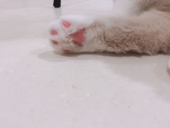 -飞行喵MR PILOT|猫舍·猫咖(静安大融城店)