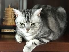 -瑞派福兴宠物医院犬猫全科·骨科·中西医结合(河东店)