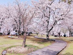 -顾村公园