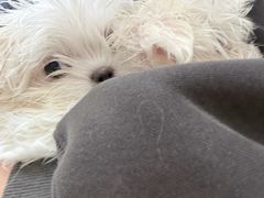 -博特宠物医院24h犬猫全科.骨科·异宠