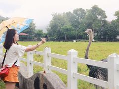 -瑞穗牧场