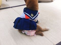 -逗柴咖啡屋·狗咖猫咖宠物桌游