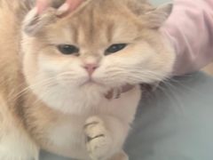 -猫十亿·布偶金渐层·曼基康矮脚猫舍(青年路店)