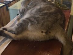 -猫色咖啡·猫咖