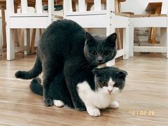 -李小姐の猫咖啡馆(五角场店)