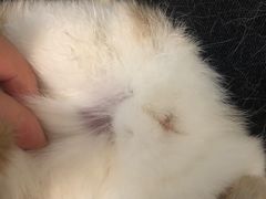 -美迦爱-牙专科·兔科·骨科诊疗中心(北苑店)