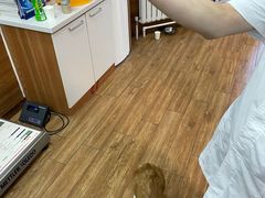 -瑞派·关忠动物医院·异宠专科·犬猫肿瘤·皮肤专科(望京店)