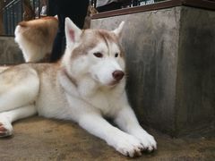 -TrueLove @ Neverland (Husky Cafe)