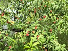 -上海佘山世茂艾美酒店