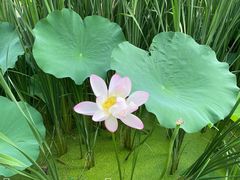 -莲花池公园