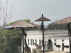 -合肥野生动物园