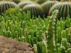 -中国科学院华南植物园