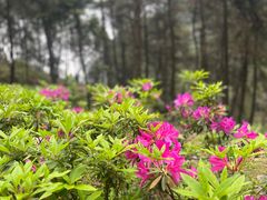 -铁山坪森林公园