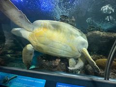 -上海海洋水族馆