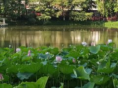 -荔湾湖公园