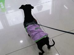 -艾贝尔宠物医院·24H转诊中心·肿瘤猫专科(江宁双龙店)