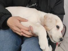 -瑞鹏瑞爱宠物医院·全科·猫科·血液透析中心(龙头寺店)