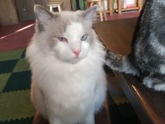 -猫猫幼稚园·撸猫·桌游·电玩