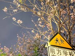 -长洲岛