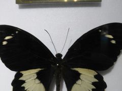 -上海昆虫博物馆